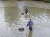 výlov - rybáři ve vodě